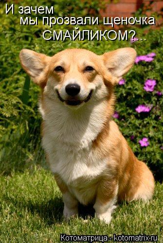 Котоматрица: И зачем  мы прозвали щеночка СМАЙЛИКОМ?...