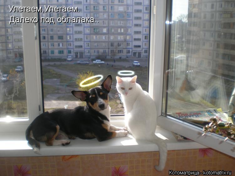 Улетаем,Улетаем. Далеко под облалака..... Котоматрица: Улетаем,Улетаем. Далеко под облалака..