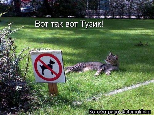 Вот так вот Тузик!... Котоматрица: Вот так вот Тузик!