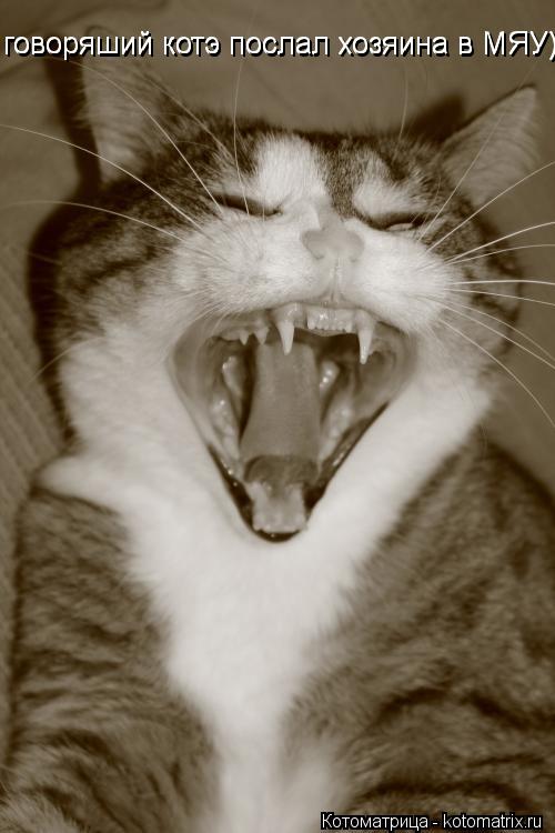 Котоматрица: говоряший котэ послал хозяина в МЯУ) говоряший котэ послал хозяина в МЯУ)