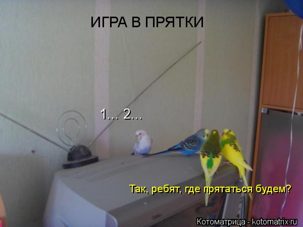 Котоматрица: 1... 2... Так, ребят, где прятаться будем? ИГРА В ПРЯТКИ
