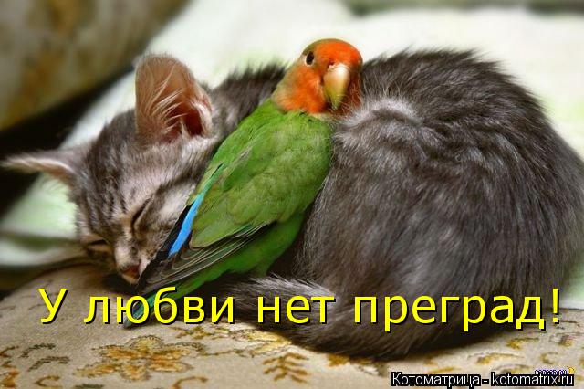 У любви нет преград!... Котоматрица: У любви нет преград!