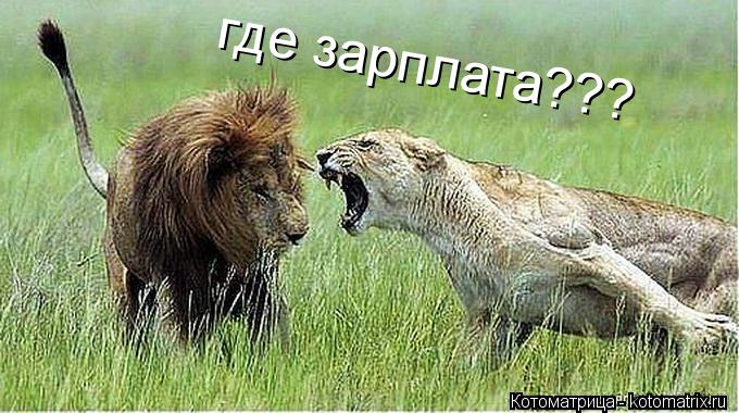 где зарплата???... Котоматрица: где зарплата???