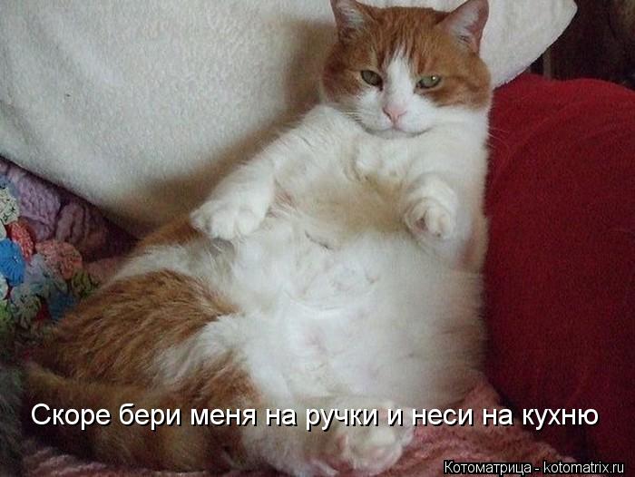 Скоре бери меня на ручки и неси на кухню... Котоматрица: Скоре бери меня на ручки и неси на кухню