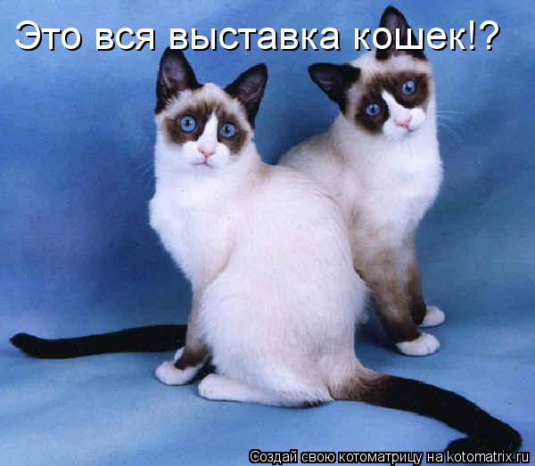 Котоматрица: Это вся выставка кошек!?