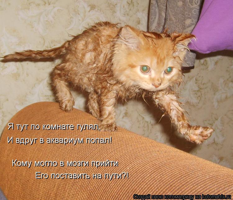 Котоматрица: Я тут по комнате гулял, И вдруг в аквариум попал!  Кому могло в мозги прийти Его поставить на пути?!