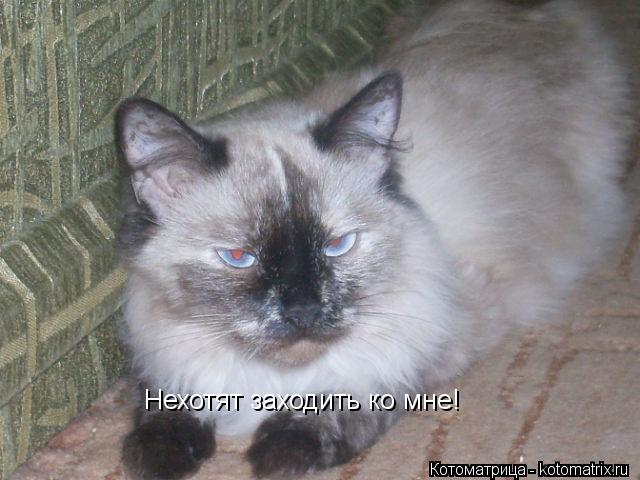 Нехотят заходить ко мне!... Котоматрица: Нехотят заходить ко мне!