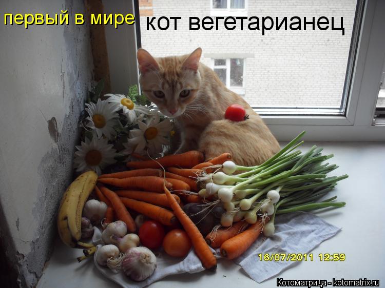 кот вегетарианец первый в мире... Котоматрица: кот вегетарианец первый в мире