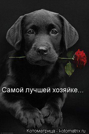 Котоматрица: Самой лучшей хозяйке...