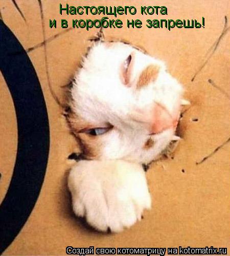 Котоматрица: Настоящего кота  и в коробке не запрешь!