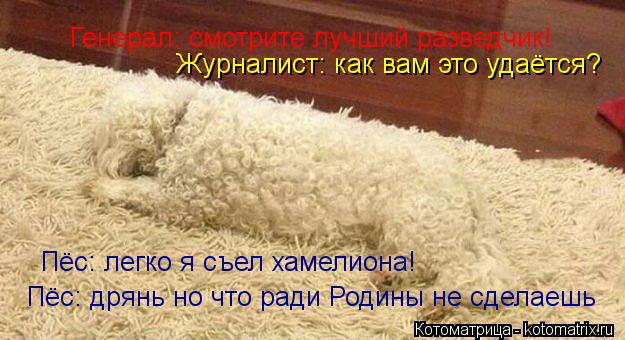Генерал: смотрите лучший разведчик! Журналист: как вам это удаётся? Пёс: легко я съел хамелиона! Пёс:... Котоматрица: Генерал: смотрите лучший разведчик! Журналист: как вам это удаётся? Пёс: легко я съел хамелиона! Пёс: дрянь но что ради Родины не сделаешь