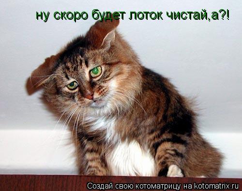 Котоматрица: ну скоро будет лоток чистай,а?!