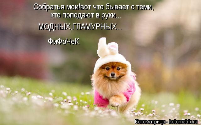 Собратья мои!вот что бывает с теми, кто поподают в руки... МОДНЫХ,ГЛАМУРНЫХ... ФиФоЧеК... Котоматрица: Собратья мои!вот что бывает с теми, кто поподают в руки... МОДНЫХ,ГЛАМУРНЫХ... ФиФоЧеК