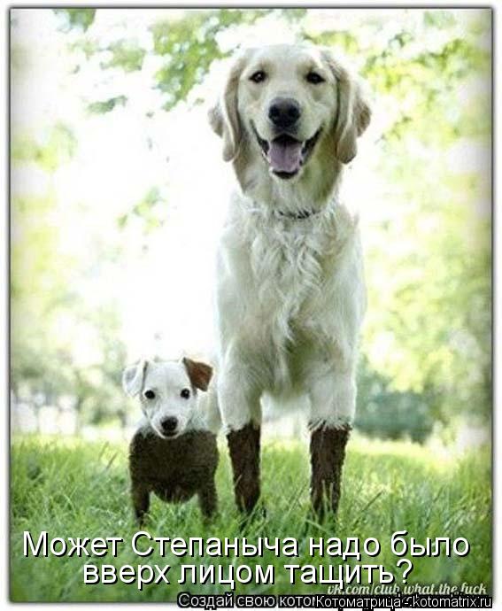 Котоматрица: Может Степаныча надо было вверх лицом тащить?