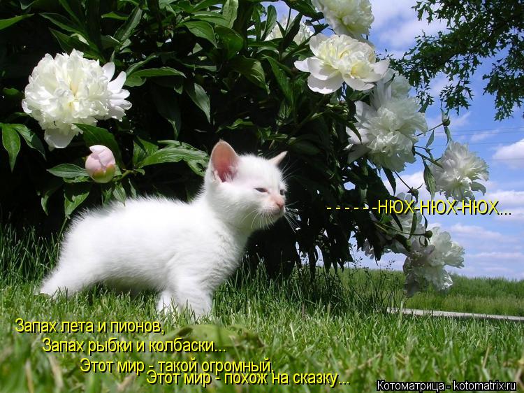 Котоматрица: - - - - - -НЮХ-НЮХ-НЮХ... Запах лета и пионов, Запах рыбки и колбаски... Этот мир - такой огромный, Этот мир - похож на сказку...