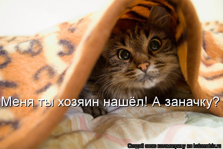 Котоматрица: Меня ты хозяин нашёл! А заначку?