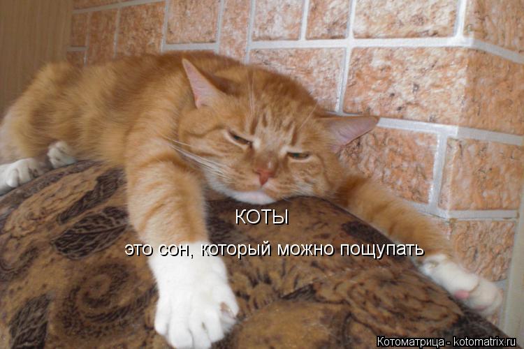 КОТЫ это сон, который можно пощупать... Котоматрица: КОТЫ это сон, который можно пощупать