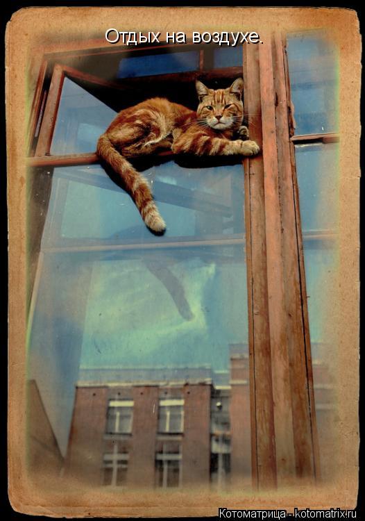 Отдых на воздухе.... Котоматрица: Отдых на воздухе.