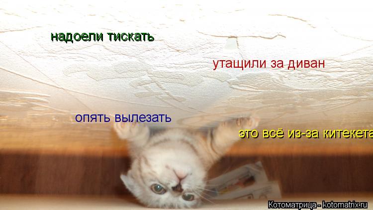 надоели тискать утащили за диван это всё из-за китекета опять вылезать... Котоматрица: надоели тискать утащили за диван это всё из-за китекета опять вылезать