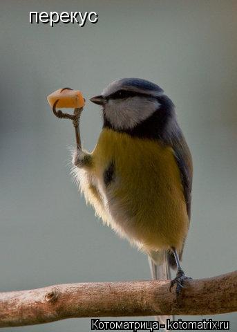 Котоматрица: перекус