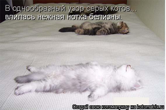 Котоматрица: В однообразный узор серых котов...  влилась нежная нотка белизны.