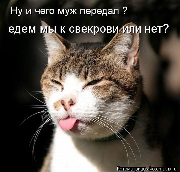 едем мы к свекрови или нет? Ну и чего муж передал ?... Котоматрица: едем мы к свекрови или нет? Ну и чего муж передал ?