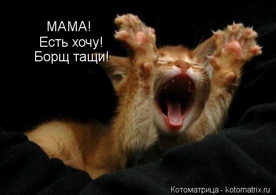 МАМА! Есть хочу! Борщ тащи!... Котоматрица: МАМА! Есть хочу! Борщ тащи!