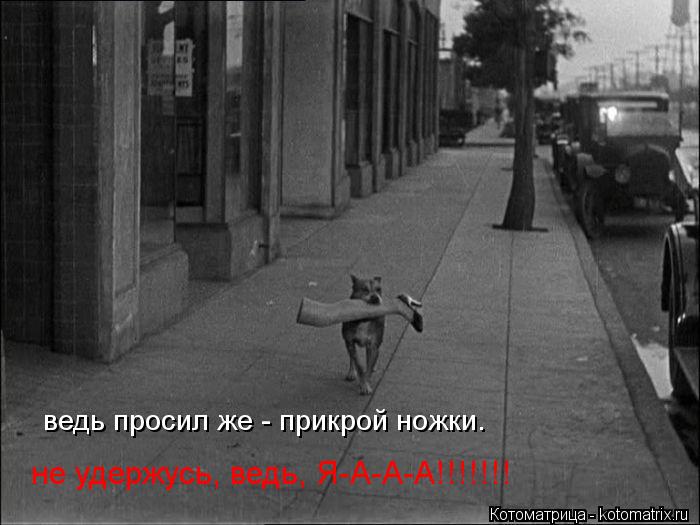 ведь просил же - прикрой ножки. не удержусь, ведь, Я-А-А-А!!!!!!!... Котоматрица: ведь просил же - прикрой ножки. не удержусь, ведь, Я-А-А-А!!!!!!!