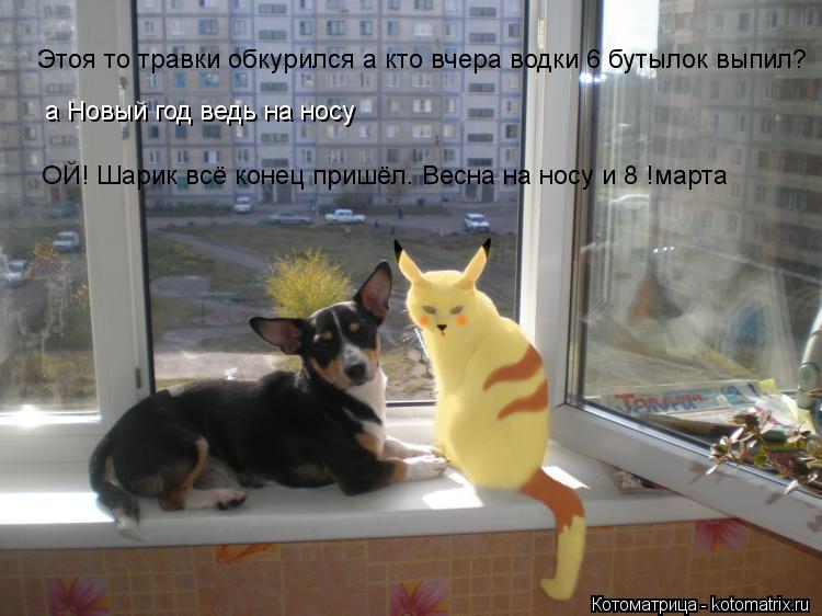 Котоматрица: Этоя то травки обкурился а кто вчера водки 6 бутылок выпил? а Новый год ведь на носу ОЙ! Шарик всё конец пришёл. Весна на носу и 8 !марта