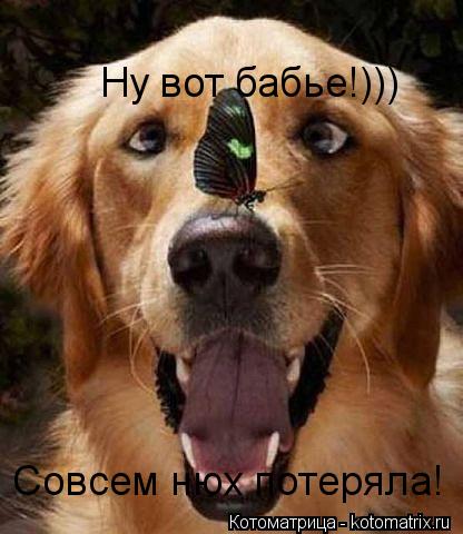 Ну вот бабье!))) Совсем нюх потеряла!... Котоматрица: Ну вот бабье!))) Совсем нюх потеряла!