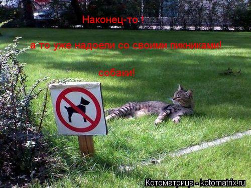 Наконец-то а то уже надоели со своими пикниками! Наконец-то ! а то уже надоели со своими пикниками! ... Котоматрица: Наконец-то а то уже надоели со своими пикниками! Наконец-то ! а то уже надоели со своими пикниками! собаки!