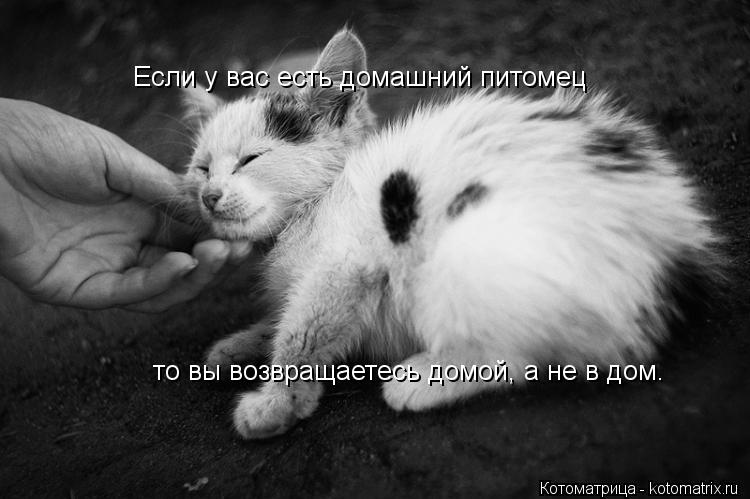 Котоматрица: Если у вас есть домашний питомец то вы возвращаетесь домой, а не в дом.