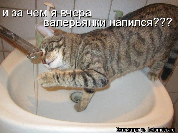 и за чем я вчера валерьянки напился???... Котоматрица: и за чем я вчера валерьянки напился???