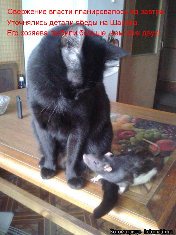 Котоматрица: Свержение власти планировалось на завтра. Уточнялись детали ябеды на Шарика. Его хозяева любили больше, чем этих двух!