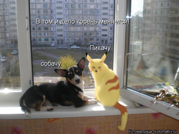 Пикачу собачу В том и дело корень меняется!... Котоматрица: Пикачу собачу В том и дело корень меняется!