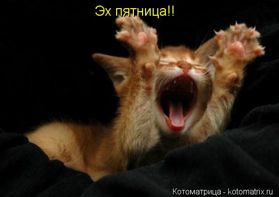 Котоматрица: Эх пятница!!