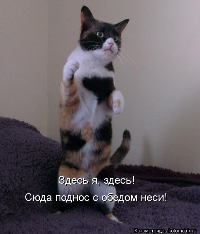 Здесь я, здесь! Сюда поднос с обедом неси!... Котоматрица: Здесь я, здесь! Сюда поднос с обедом неси!