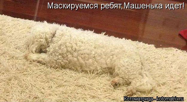 Маскируемся ребят,Машенька идет!... Котоматрица: Маскируемся ребят,Машенька идет!