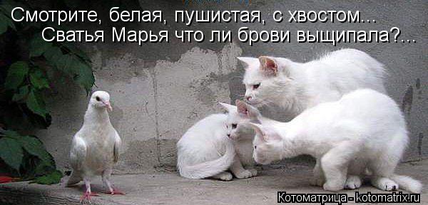 Котоматрица: Смотрите, белая, пушистая, с хвостом... Сватья Марья что ли брови выщипала?...