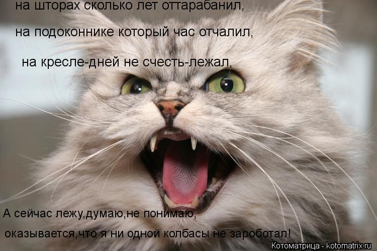 Котоматрица: на кресле-дней не счесть-лежал, на подоконнике который час отчалил, на шторах сколько лет оттарабанил, А сейчас лежу,думаю,не понимаю, оказы