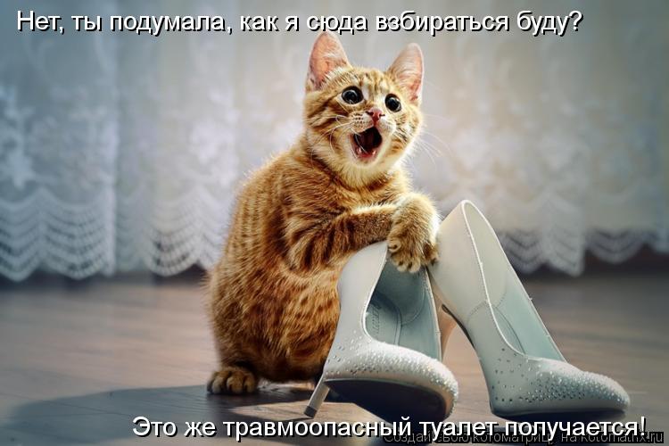 Нет, ты подумала, как я сюда взбираться буду? Это же травмоопасный туалет получается!... Котоматрица: Нет, ты подумала, как я сюда взбираться буду? Это же травмоопасный туалет получается!