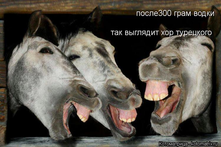 после300 грам водки так выглядит хор турецкого... Котоматрица: после300 грам водки так выглядит хор турецкого