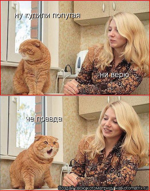 ну купили попугая ни верю че правда... Котоматрица: ну купили попугая ни верю че правда