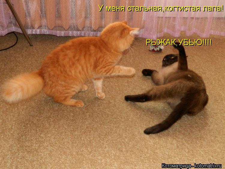 У меня стальная,когтистая лапа! РЫЖАК,УБЬЮ!!!!... Котоматрица: У меня стальная,когтистая лапа! РЫЖАК,УБЬЮ!!!!