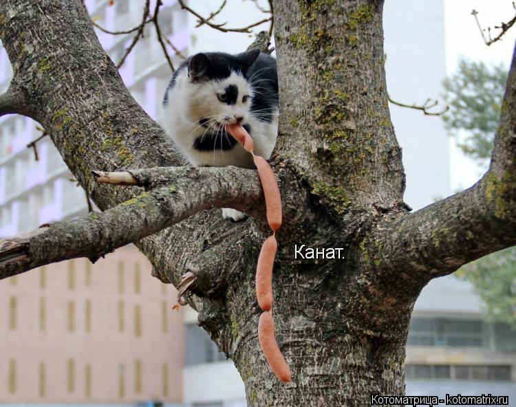 Канат.... Котоматрица: Канат.