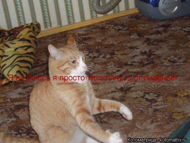 Котоматрица: Я не боюсь я просто тихо пячусь от пираний!