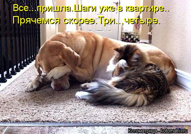 Все...пришла.Шаги уже в квартире.. Прячемся скорее.Три..,четыре.... Котоматрица: Все...пришла.Шаги уже в квартире.. Прячемся скорее.Три..,четыре.