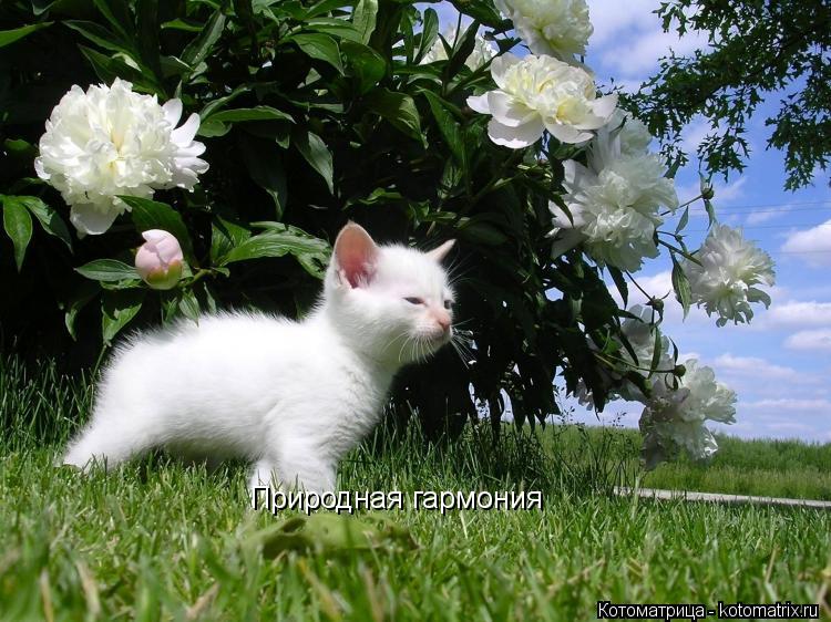 Котоматрица: Природная гармония