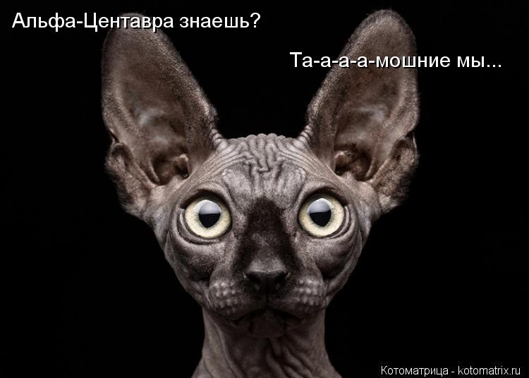 Котоматрица: Альфа-Центавра знаешь? Та-а-а-а-мошние мы...