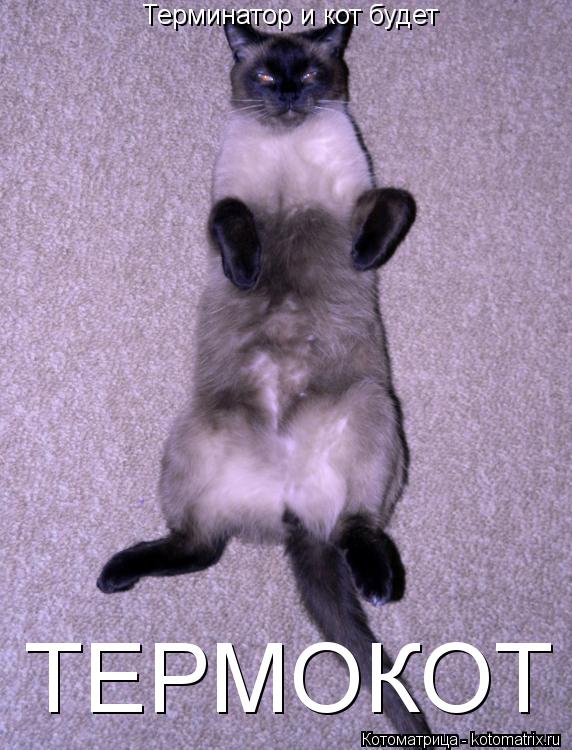 Котоматрица: Терминатор и кот будет ТЕРМОКОТ